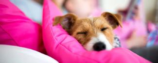 national-spoil-your-dog-day-image