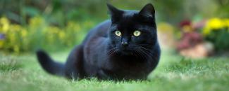 national-black-cat-appreciation-day-image