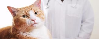 national-take-your-cat-to-the-vet-day-image